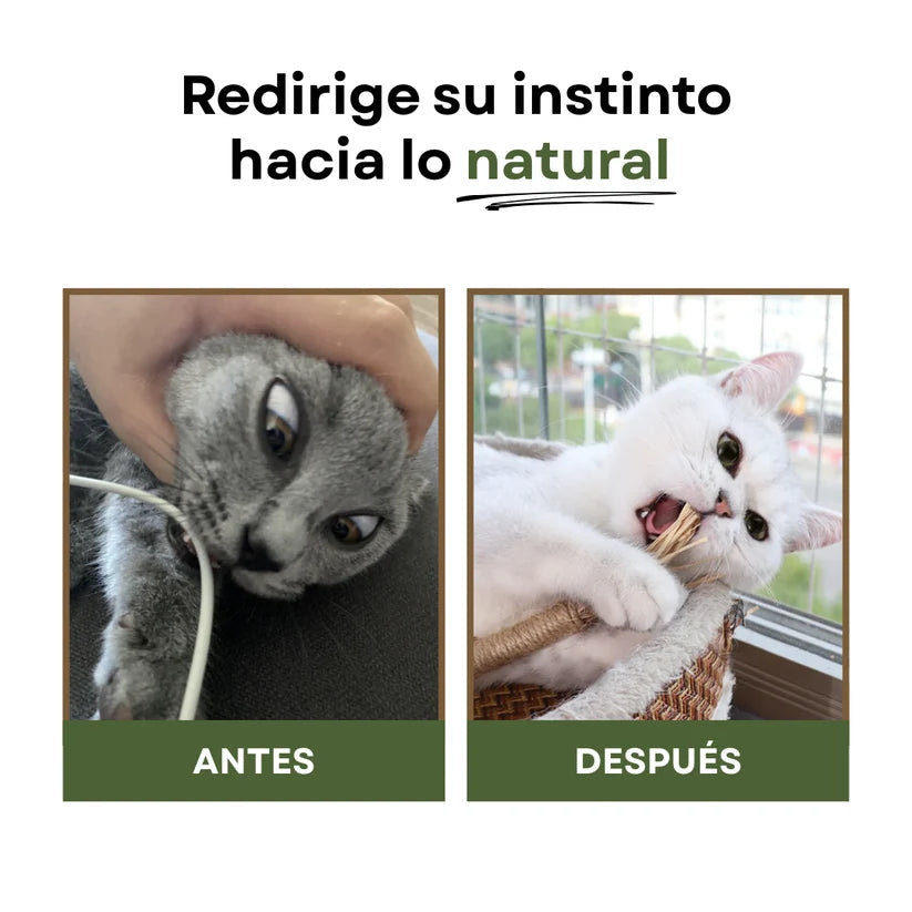 CatBite™ Pack de Stickers Dentales