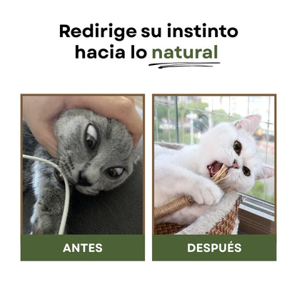CatBite™ Pack de Stickers Dentales