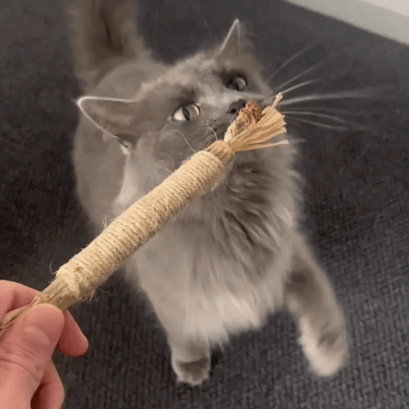 CatBite™ Pack de Stickers Dentales